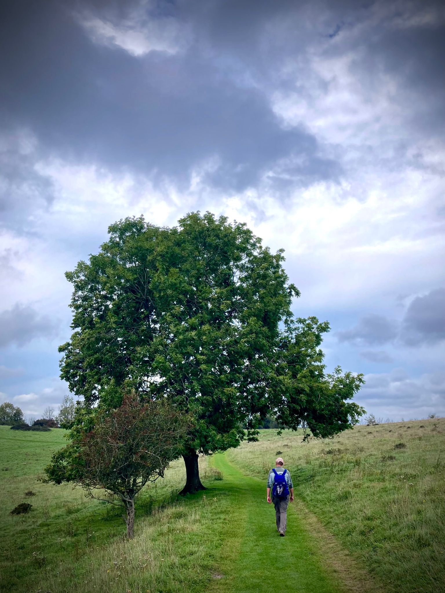 A solitary tree standing in open countryside beneath a wide sky